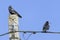 Two crows against the sky