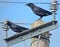Two crows, perched between high power insulators