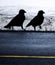 Two crows in silhouette on winter roadside