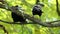 Two crows sit on a branch and clean their beaks in slo-mo