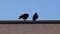 Two crows sit on a roof and clean their beaks on a sunny day in slo-mo