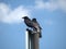 Two crows sit on a tall pole.