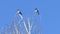 Two crows sitting on birch treetop