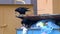 Two crows sitting on a garbage container and eating the remains of food from plastic bags