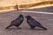 Two Crows Standing on Blacktop in a Parking Space
