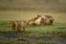 Two cubs approach lioness nursing on back