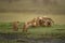 Two cubs approach lioness nursing three others