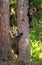 Two cubs of bear climbed a tree in the forest.