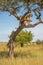 Two cubs follow two lionesses up tree