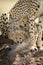 Two cubs lie on mound under cheetah