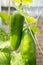 Two cucumbers hanging in a greenhouse with the sunshine on them. Part of the string used to hang them can be seen.