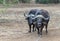 Two cud chewing Cape Buffalo [syncerus caffer] bulls in the bush in Africa