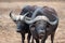 Two cud chewing Cape Buffalo [syncerus caffer] bulls in the bush in Africa