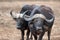 Two cud chewing Cape Buffalo [syncerus caffer] bulls in the bush in Africa