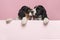 Two cuddling Cocker Spaniel puppies hanging over the border of a pastel pink board on a pink background with space for copy