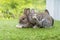 Two cuddly furry rabbit bunny sitting and playful together on green grass over natural background. Easter newborn bunny family