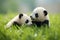 Two Cuddly Panda Babies Playing In The Green Grass