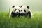 Two Cuddly Panda Babies Playing In The Green Grass