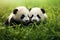Two Cuddly Panda Babies Playing In The Green Grass