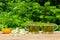 Two cups of green camomile tea, honey in a bowl and a bunch of chamomile on the table close-up outdoors on a Sunny summer day