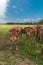 Two curios cows are waiting for the farmer