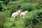 Two curious, attentive sheep in the open countryside, Scotland.