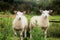 Two curious, attentive sheep in the open countryside, Scotland.