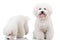 Two curious bichon frise puppy dogs,