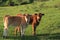 Two curious calves