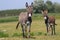 Two curious donkeys on the floral pasture