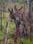 two curious donkeys standing side by side behind a fencde