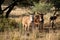 Two curious donkeys standing under a tree. Dome-area Northwest, South Africa. 