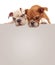 two curious english bulldog puppies standing on big blank billboard