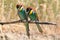 Two curious european bee eater, Merops apiaster bird