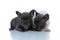 Two curious French bulldog cubs sniffing and investigating