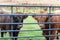 Two curious highland scottish hairy red cows gazing at pasturage