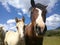 two curious horses close up