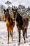 Two curious horses with snowy Whiskers in a grassland covered with snow