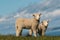 Two curious lambs