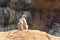 Two curious meerkats stand on their hind legs on a sandy hill and look away