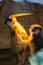 Two curious meerkats (Suricata suricatta) warming themselves under a lamp in a wildlife conservation park