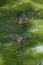 Two curious otters swimming in the tropical river in sunny day.