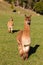 Two curious suri alpacas standing in paddock
