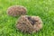Two curled up baby hedgehogs sleeping on grass