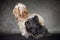 Two curly little dogs Russian color lapdog on a dark gray background in the studio