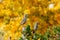 Two curved bill thrashers on a fence