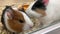 Two cute adorable guinea pigs in a cage at pet shop, they sniffing the air and running