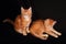Two cute adorable red solid maine coon kitten lying with beautiful brushes on the ears on black background and looking funny