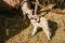 Two cute and adorable young lambs playing on the farm