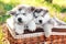 Two cute alpine malamute puppies are sleeping in a brown basket. Shaggy white-gray puppies in the forest. Greeting card. Close-up